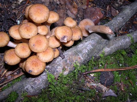 Armillariella Armillaria Tabescens This Is The Ringless Honey Mushroom And Was Growing