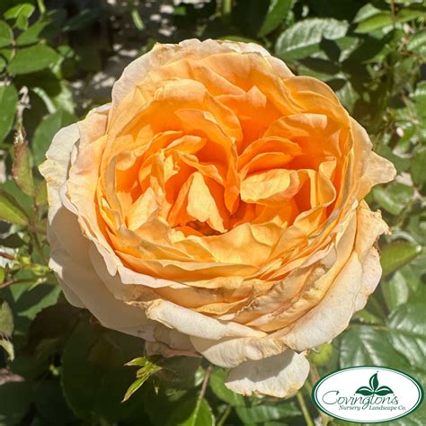 Rose Forever Amber™ Covingtons