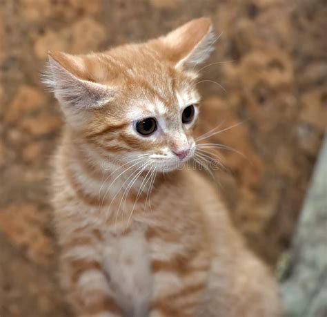 Cute ginger tabby kitten stock photo. Image of head - 159414754