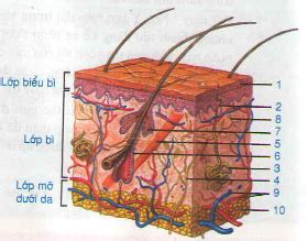 Lý thuyết bài cấu tạo và chức năng của da - Sinh Học - Tìm đáp án,