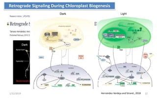 Retrograde Signalling Ppt