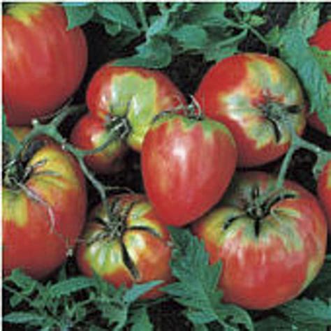 Jung S Giant Oxheart Tomato Seeds Etsy