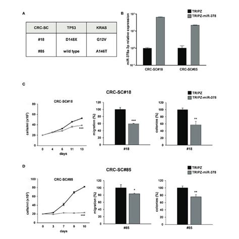 Mir 378a 3p Is Low Expressed In Crc Tissues Patient Derived Crc Scs