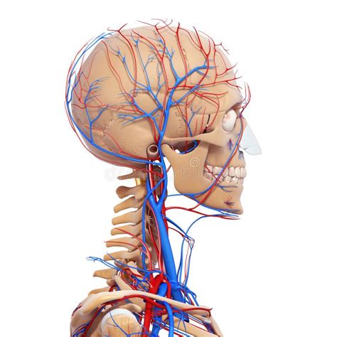 Male Head Back View Circulatory System In Gray Stock Illustration