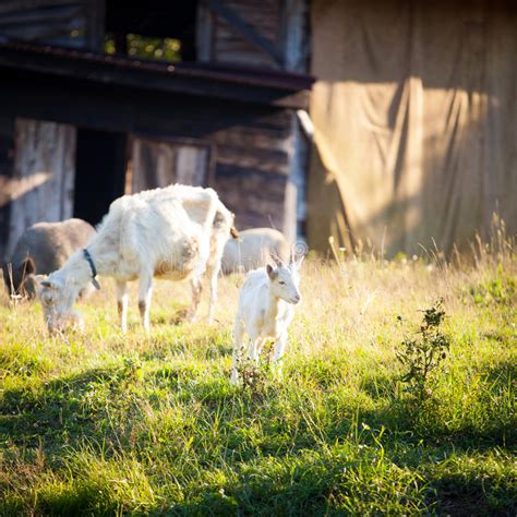 Goats Chewing A Grass On A Farmyard Stock Photo Image Of Front