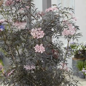 Sambucus Nigra Black Lace L Cowell S Garden Centre Woolsington