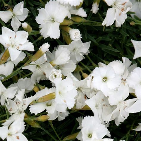 Garofiță Pitică Albă Dianthus Gratianopolitanus La Bourboule White