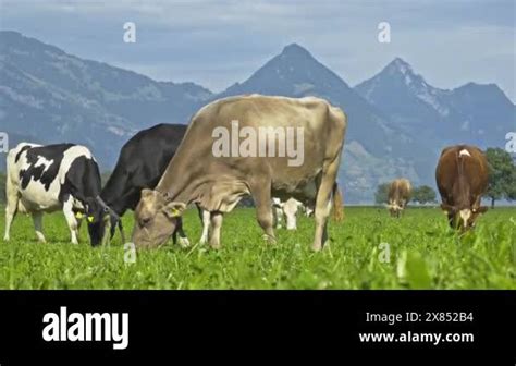 Cow On A Summer Pasture Herd Of Cows Grazing In Alps Holstein Cows