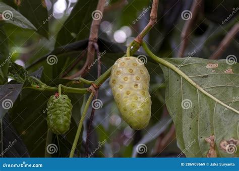 Mengkudu Ripe Noni Fruit Morinda Citrifolia Also Called A