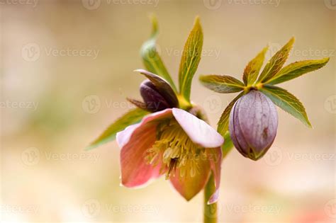 Hellebore Flower In Nature Early Spring Wildflower Stock