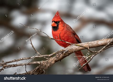 814 Cardinal Virginia Royalty-Free Photos and Stock Images | Shutterstock