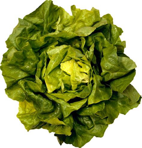 Romaine Lettuce Caesar Salad Greens Butterhead Lettuce Iceberg Lettuce