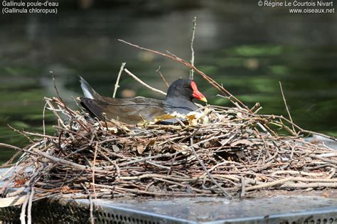 Gallinule Poule D Eau Adulte Rlcn325315