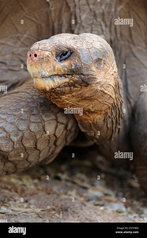 Tortuga Gigante De Gal Pagos Testudo Elephantopus Porteri Geochelone