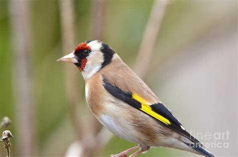 The Goldfinch Photograph By Carla Maloco Pixels