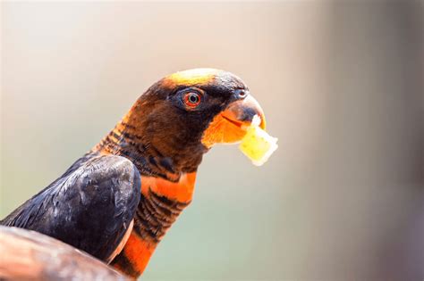 Do Birds Have Taste Buds What Birds