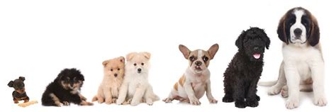 Puppy Growth Chart Dog Weight Chart By Age And Breed