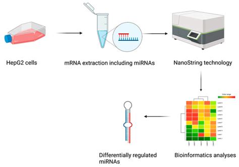 Ijms Free Full Text Targeted Microrna Profiling Reveals That