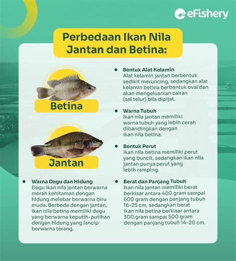 Perbedaan Ikan Nila Jantan Dan Betina Ini Kunci Pembedanya