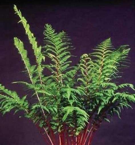 Check Out This Awesome Plant Lady In Red Lady Fern Plants