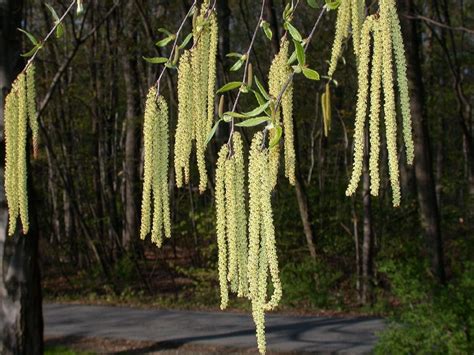 Betula (Betulaceae) image 1628 at