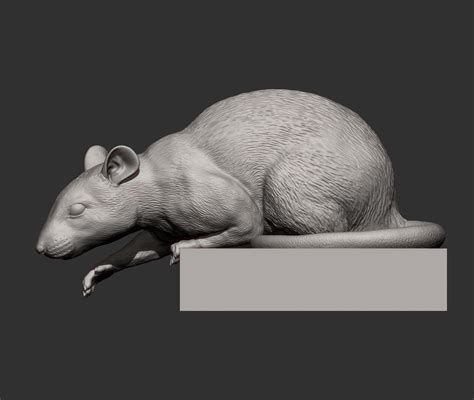 Archivo Stl Rat Looking Down 3d Print Model 🐀 Obj・diseño De Impresión En 3d Para Descargar・cults