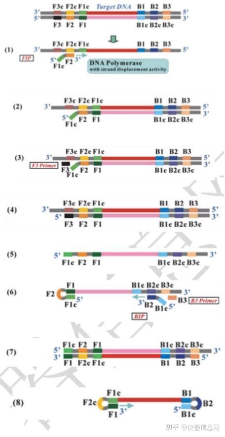 Pcr 实战宝典 No6：环介导等温扩增lamp 知乎