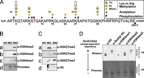 Long Distance Combinatorial Linkage Between Methylation And Acetylation