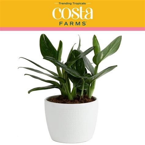 Costa Farms