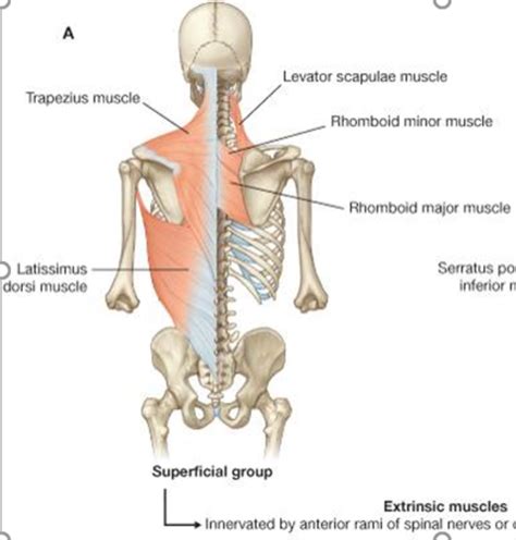 Superficial Back Flashcards Quizlet