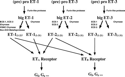 Endothelins And Endothelin Receptor Antagonists Circulation