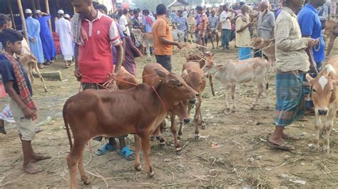 আজ ২৪ অক্টোবর ২৩ সবচেয়ে ছোট ষাঁড় এবং বকনা বাছুর গরুর দাম রানীগঞ্জ