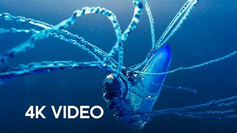 The Deadly Portuguese Man O War 4KUHD Blue Planet II BBC Earth