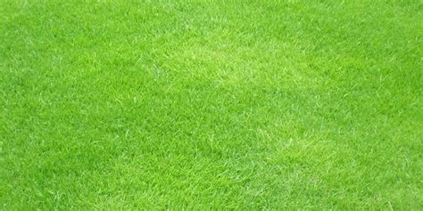 60 Best Photoshop Grass Textures Free Psd Download Free And Premium Templates