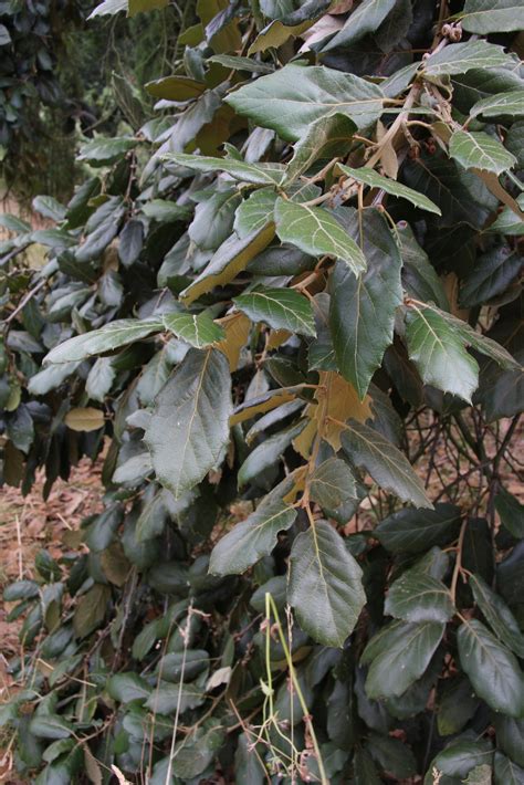 Quercus Crassifolia Pan Global Plants