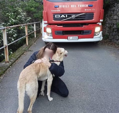 Cane Finisce In Una Scarpata Il Padrone Resta Bloccato Nel Tentativo