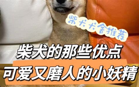 柴犬的那些优点！可爱又磨人的小妖精！ 哔哩哔哩