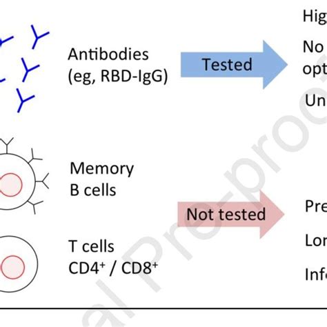 Schematic Representation Of Different Immunological Responses Elicited