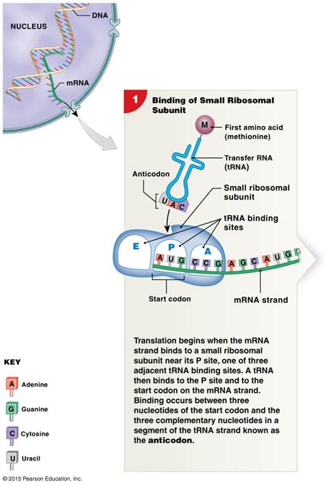 Binding of the anticodon to its complementary codon. | Biology ...