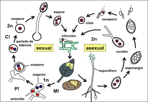 Phytophthora Infestans Un Patógeno Devastador Para Las Hortalizas Intagri Sc