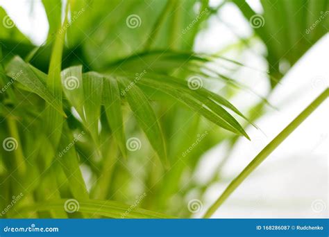 Hoja De Palma Plantas Tropicales Fondo Natural Imagen De Archivo