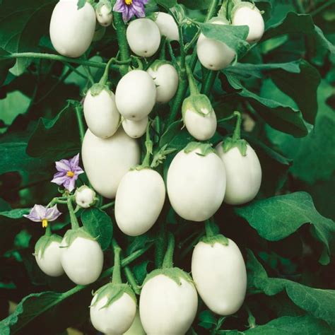 Japanese Eggplant ‘white Egg 20 Seeds Solanum Melongena Vegetable