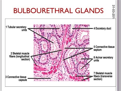 Histology Of Male Reproductive System