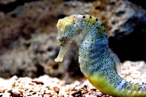 Animaux Qui Changent De Couleur Noms Et Photos