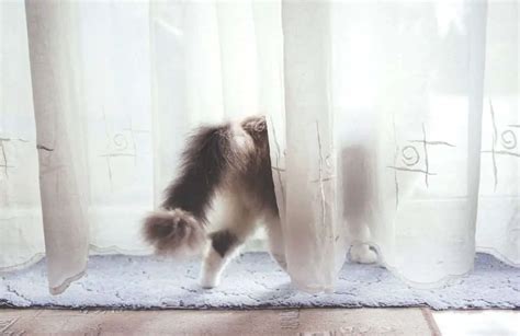 Why Does My Cat Trill and Run Away? 6 Fascinating Explanations Revealed ...