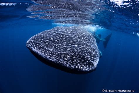 Whale Sharks – Isla Mujeres, Mexico 2012 | Blue Sphere Media