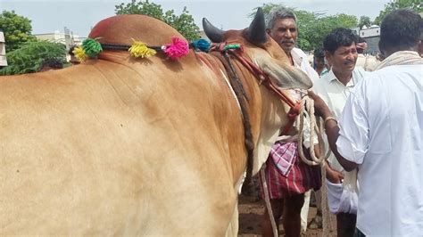 Red Colour Bull Price In India Yemmiganur Bulls Market In Kurnool Dist