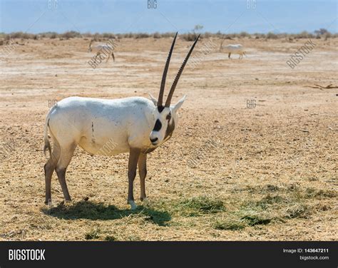 Antelope, Arabian Oryx Image & Photo (Free Trial) | Bigstock