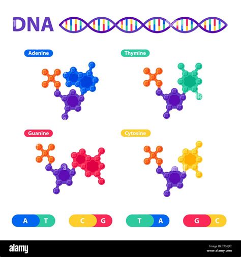 Dna Structure Genome Sequencing Concept Nanotechnology And Biochemistry Laboratory Molecule