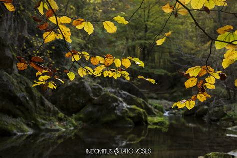 El Bosque De Terciopelo 2023 Crónica Y Fotos